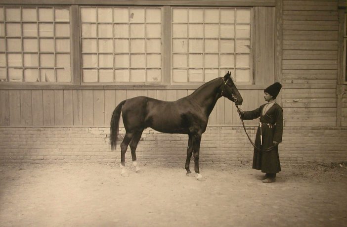 Ахалтекинская лошадь — тюркская драгоценность Востока